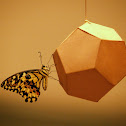 Lime Swallowtail