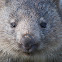 Common Wombat