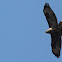 Buzzard