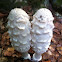 Shaggy Mane