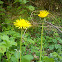 Taraxacum officinale