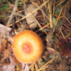 Laccaria