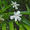 white iris