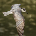 Whiskered Tern