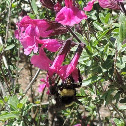 American Bumble Bee