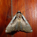 Moth