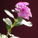 Madagascar Periwinkle