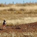 Burrowing owl