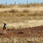 Burrowing owl
