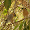 Brahminy Starling