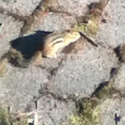 CHipmunk