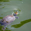 Red-eared slider