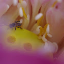 Stingless bee