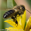 Honey Bee