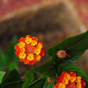 Lantana