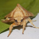 Hickory Tussock Moth