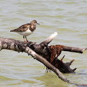 Ruddy Turnstone
