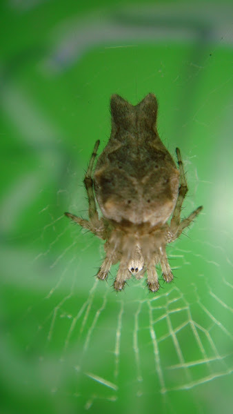 Araña orbe tejedora | Project Noah