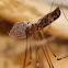 Eggsac & Daddy Longleg female