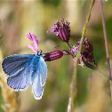 Lycaeides idas