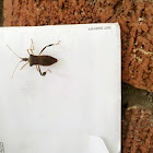 Leaf footed bug