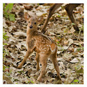 Hog deer