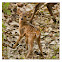 Hog deer