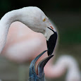 Aves de Chile - Birds of Chile 