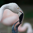 Flamenco Chileno / Chilean Flamingo