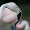 Flamenco Chileno / Chilean Flamingo
