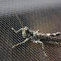 grasshopper