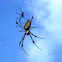 Nephila clavipes 