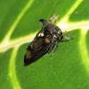 Unknown treehopper