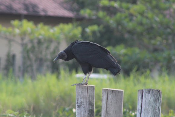 Spotting Image 1