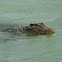 Saltwater crocodile