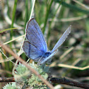 Silvery Blue