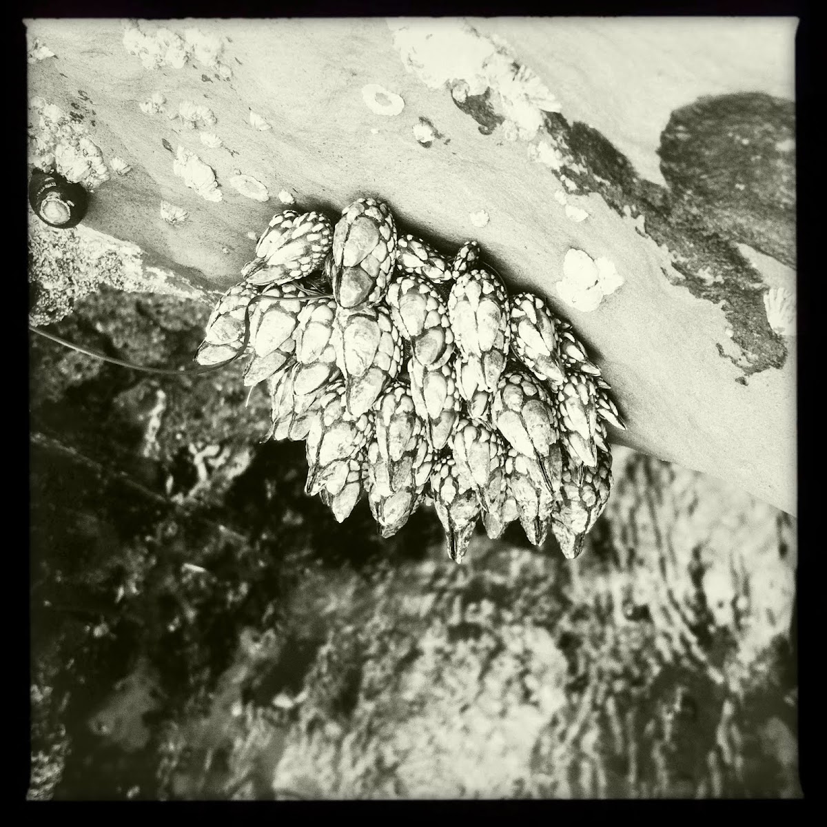 Leaf Barnacle