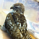 Red Tailed Hawk