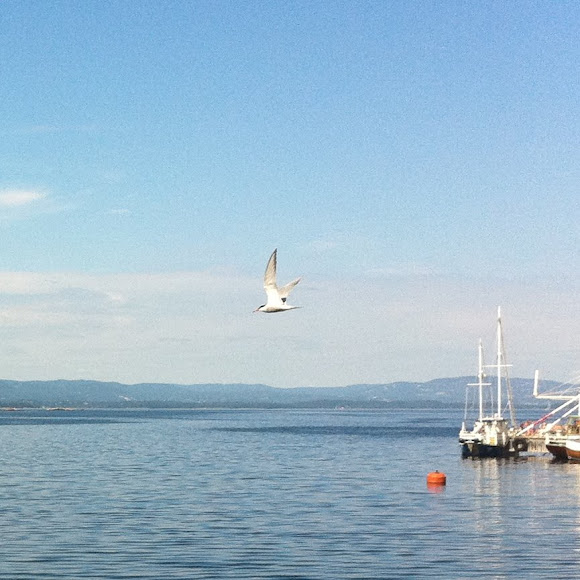Spotting Image 1