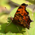 eastern comma