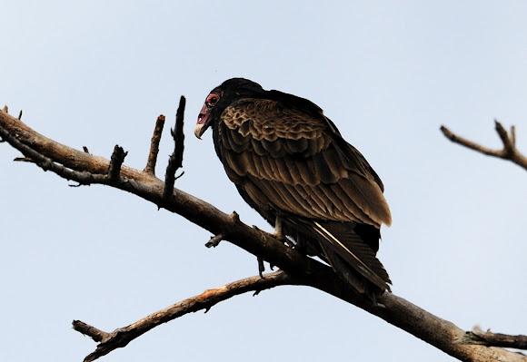 Spotting Image 1
