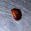 Cockchafer