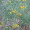 Slender Fragrant Goldenrod