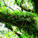 Resurrection Fern