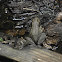 Bronze Frog