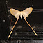 Eudaemonia sp.