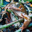 European Common Frog Rana temporaria.