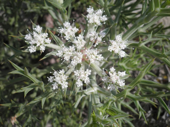 Spotting Image 1