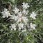 Echinophora spinosa