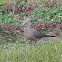 Spotted Dove